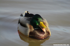 Ente-Schwanenteich-Norden-2