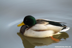 Ente-Schwanenteich-Norden-3