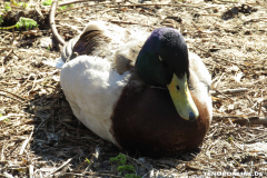 Ente-Schwanenteich-Norden-4
