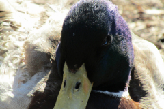 Ente-Schwanenteich-Norden-5