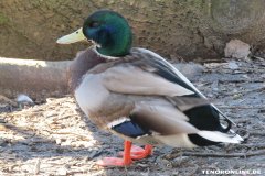 Ente-Schwanenteich-Norden-6