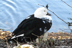 Ente-Schwanenteich-Norden-7