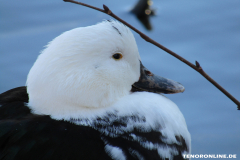 Ente-Schwanenteich-Norden-8