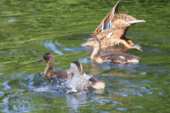 Enten-Schwanenteich-Norden-1.6.2019-1