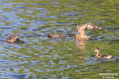 Enten-Schwanenteich-Norden-1.6.2019-2
