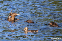 Enten-Schwanenteich-Norden-1.6.2019-3