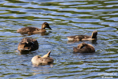 Enten-Schwanenteich-Norden-1.6.2019-4