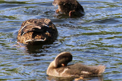 Enten-Schwanenteich-Norden-1.6.2019-5