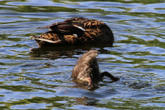 Enten-Schwanenteich-Norden-1.6.2019-6