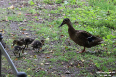Entenkücken-Norden-Schwanenteich-25.5.2019-