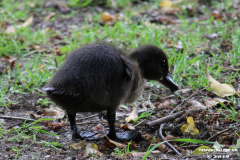 Entenkücken-Norden-Schwanenteich-25.5.2019-2