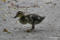 Entenkücken-Norden-Schwanenteich-25.5.2019-3