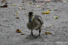 Entenkücken-Norden-Schwanenteich-25.5.2019-4