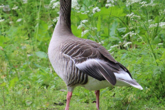 Gans-Norden-Schwanenteich-25.5.2019-22