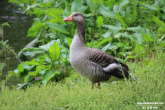 Gans-Norden-Schwanenteich-25.5.2019-23