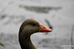 Gans-Norden-Schwanenteich-25.5.2019-24