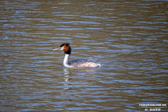 Haubentaucher-Wasservögel-Norder-Tief-Stadt-Norden-3.3.2020-6