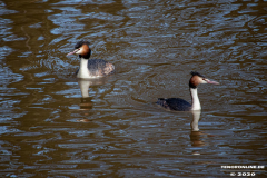 Haubentaucher-Wasservögel-Norder-Tief-Stadt-Norden-3.3.2020-7