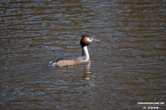 Haubentaucher-Wasservögel-Norder-Tief-Stadt-Norden-3.3.2020-8