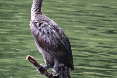 Kormoran-Norden-Schwanenteich-25.5.2019-1