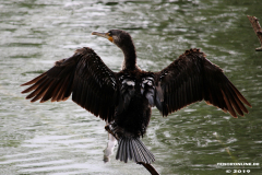 Kormoran-Norden-Schwanenteich-25.5.2019-2