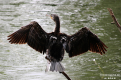 Kormoran-Norden-Schwanenteich-25.5.2019-3