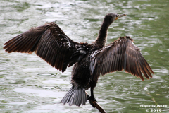 Kormoran-Norden-Schwanenteich-25.5.2019-4