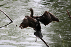 Kormoran-Norden-Schwanenteich-25.5.2019-5