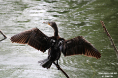 Kormoran-Norden-Schwanenteich-25.5.2019-6