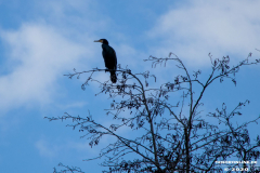 Kormoran-Wasservögel-Norder-Tief-Stadt-Norden-3.3.2020-1