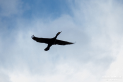 Kormoran-Wasservögel-Norder-Tief-Stadt-Norden-3.3.2020-10