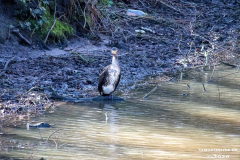 Kormoran-Wasservögel-Norder-Tief-Stadt-Norden-3.3.2020-11