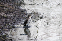 Kormoran-Wasservögel-Norder-Tief-Stadt-Norden-3.3.2020-12