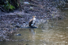 Kormoran-Wasservögel-Norder-Tief-Stadt-Norden-3.3.2020-2