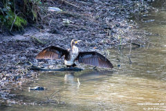 Kormoran-Wasservögel-Norder-Tief-Stadt-Norden-3.3.2020-3