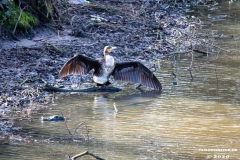 Kormoran-Wasservögel-Norder-Tief-Stadt-Norden-3.3.2020-4