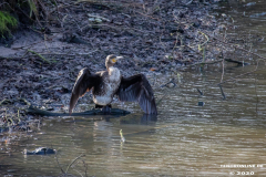 Kormoran-Wasservögel-Norder-Tief-Stadt-Norden-3.3.2020-5