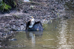 Kormoran-Wasservögel-Norder-Tief-Stadt-Norden-3.3.2020-9