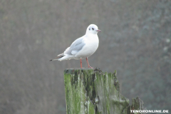 Möwe-Norden-Ostfriesland-1