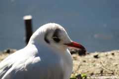 Möwe-Norden-Ostfriesland-2
