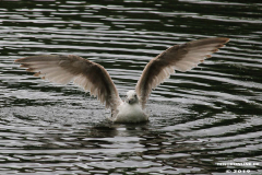 Möwe-Norden-Schwanenteich-25.5.2019-25