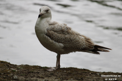 Möwe-Norden-Schwanenteich-25.5.2019-26