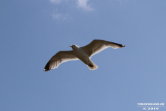Möwe-Strand-Norddeich-27.7.2019-1