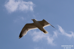 Möwe-Strand-Norddeich-27.7.2019-2