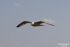 Möwe-Strand-Norddeich-27.7.2019-3