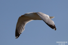 Möwe-Strand-Norddeich-27.7.2019-4