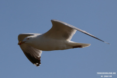 Möwe-Strand-Norddeich-27.7.2019-5