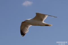 Möwe-Strand-Norddeich-27.7.2019-6