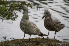 Möwen-Norden-Schwanenteich25.5.2019-28
