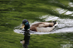 Natur-Norden-25.5.2019-31